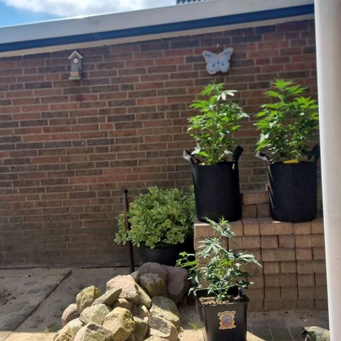 Sweet Pure Auto CBD growlog timeline photo