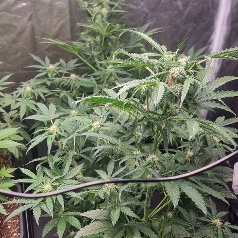 Sweet Pure Auto CBD growlog timeline photo