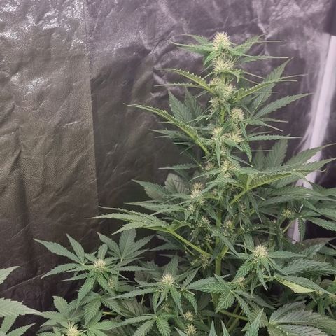 Sweet Pure Auto CBD growlog timeline photo