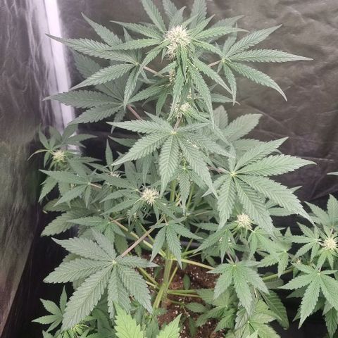 Sweet Pure Auto CBD growlog timeline photo