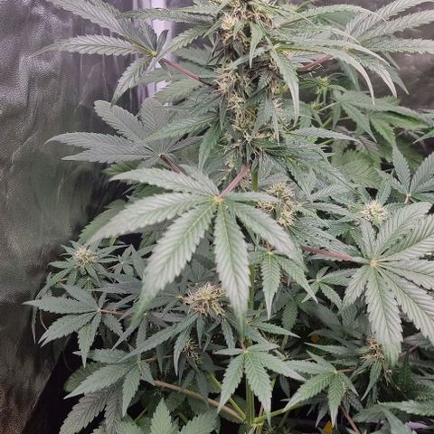 Sweet Pure Auto CBD growlog timeline photo