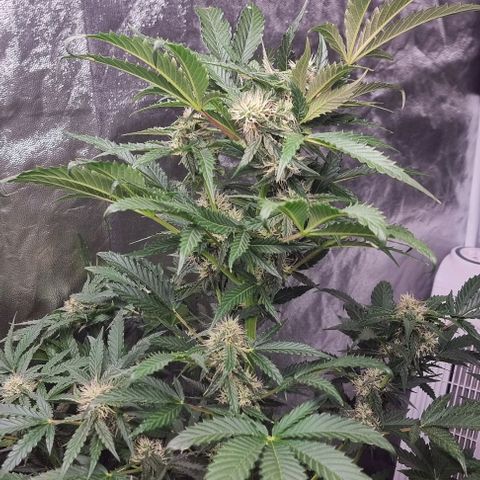Sweet Pure Auto CBD growlog timeline photo