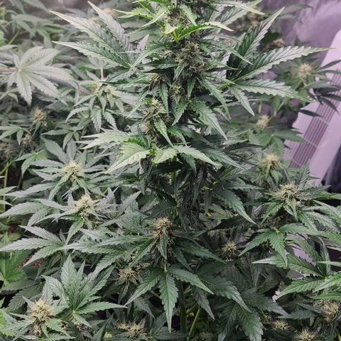 Sweet Pure Auto CBD growlog timeline photo