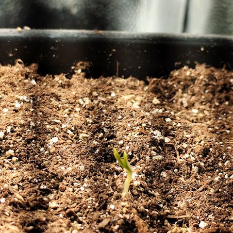 PH5 - C2.24 growlog timeline photo
