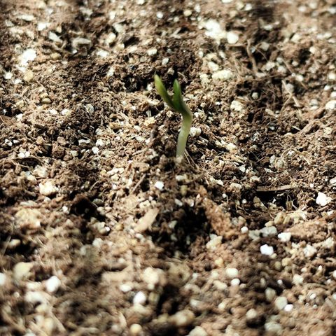 PH5 - C2.24 growlog timeline photo