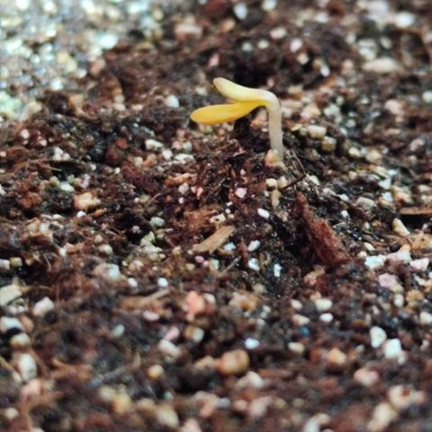 PH5 - C2.24 growlog timeline photo