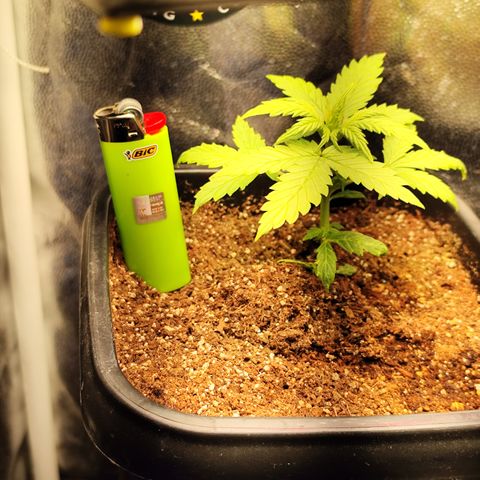 PH5 - C2.24 growlog timeline photo