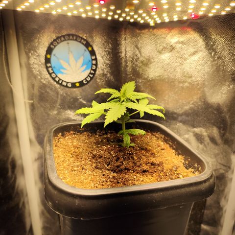 PH5 - C2.24 growlog timeline photo