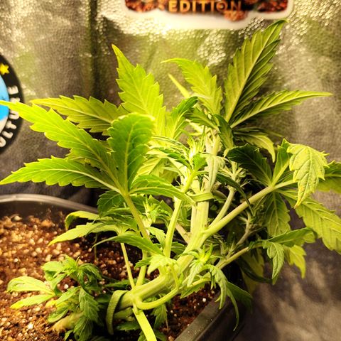 PH5 - C2.24 growlog timeline photo