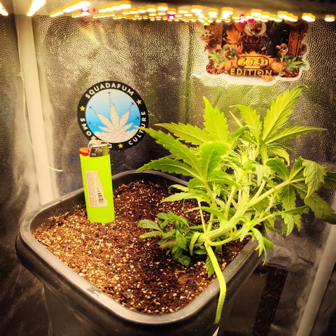 PH5 - C2.24 growlog timeline photo