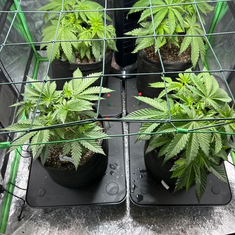 Planet of the Grapes #1 growlog photo
