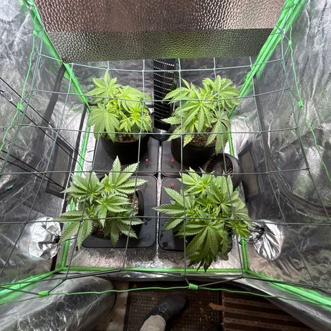 Planet of the Grapes #1 growlog photo