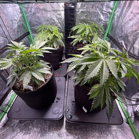 Planet of the Grapes #1 growlog photo