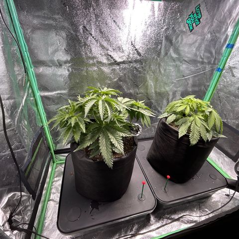 Planet of the Grapes growlog timeline photo