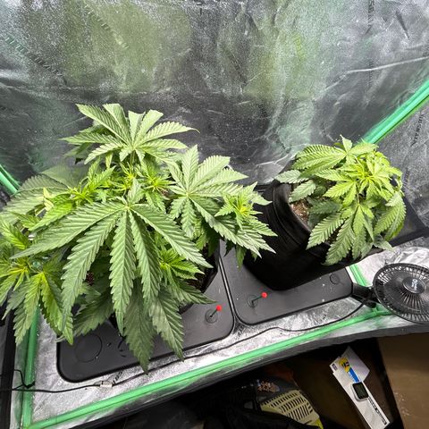 Planet of the Grapes growlog timeline photo