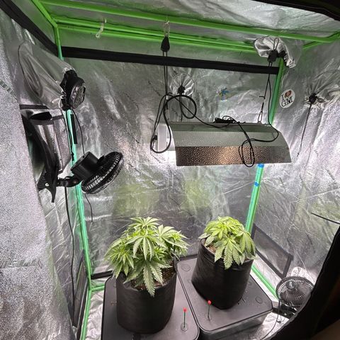 Planet of the Grapes growlog timeline photo