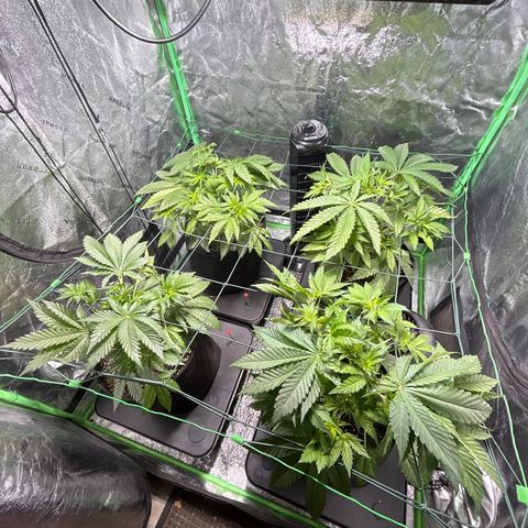 Planet of the Grapes #1 growlog timeline photo