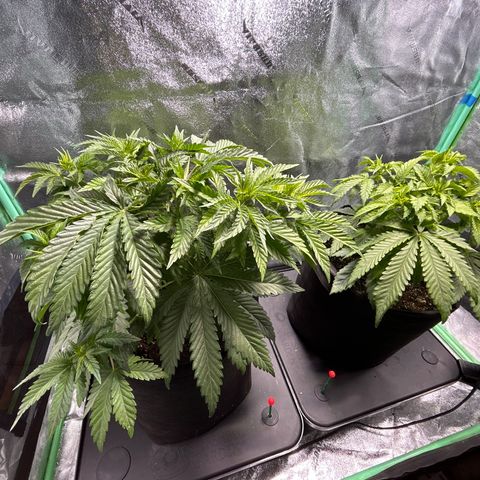Planet of the Grapes growlog timeline photo