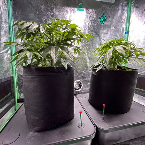 Planet of the Grapes growlog timeline photo