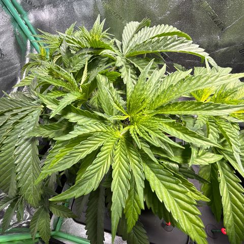 Planet of the Grapes growlog timeline photo
