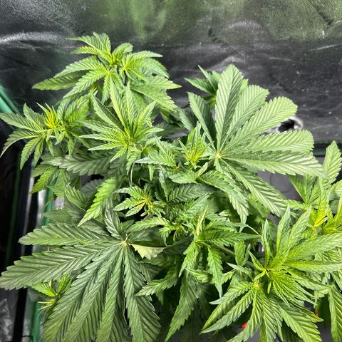 Planet of the Grapes growlog timeline photo