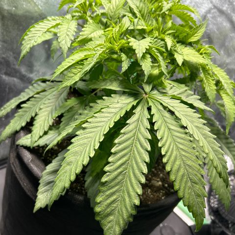 King’s Juice  growlog timeline photo