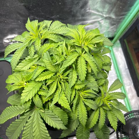 King’s Juice  growlog timeline photo