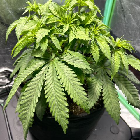 King’s Juice  growlog timeline photo
