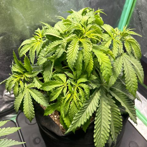 King’s Juice  growlog timeline photo
