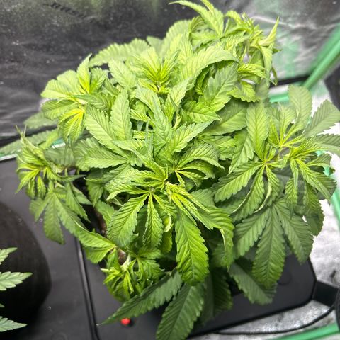 King’s Juice  growlog timeline photo