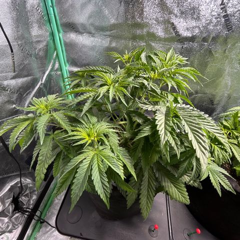 Planet of the Grapes growlog timeline photo