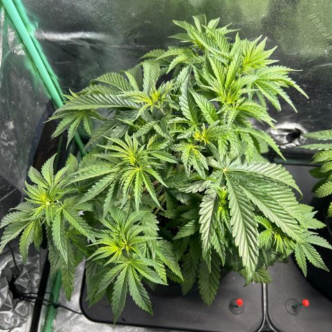 Planet of the Grapes growlog timeline photo