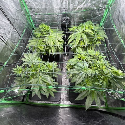 Planet of the Grapes #1 growlog timeline photo