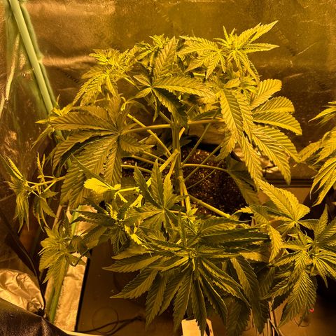 Planet of the Grapes growlog timeline photo