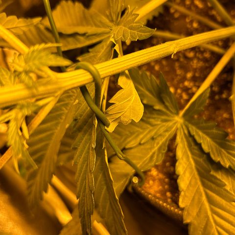 Planet of the Grapes growlog timeline photo