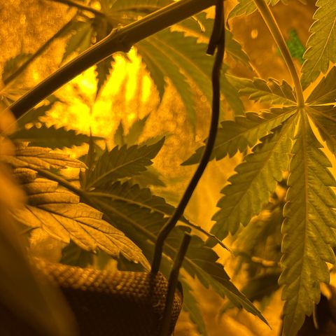 Planet of the Grapes growlog timeline photo