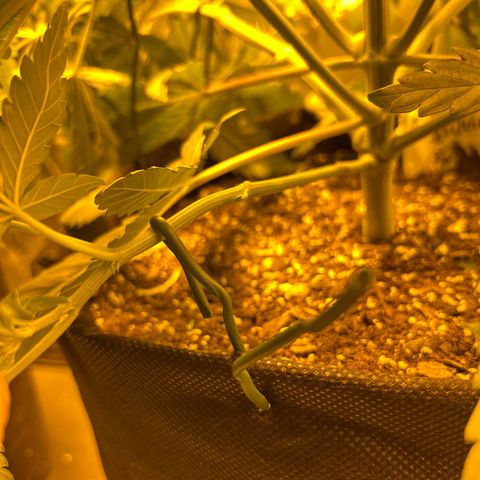 King’s Juice  growlog timeline photo