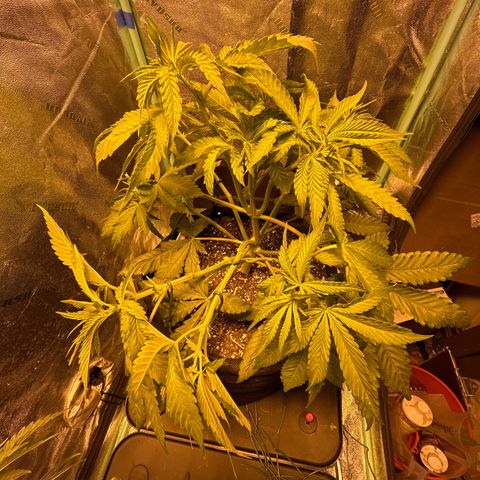 King’s Juice  growlog timeline photo