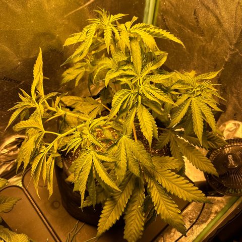 King’s Juice  growlog timeline photo