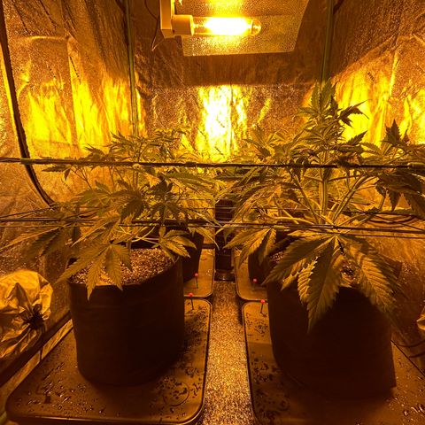 Planet of the Grapes #1 growlog timeline photo