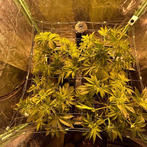 Planet of the Grapes #1 growlog timeline photo