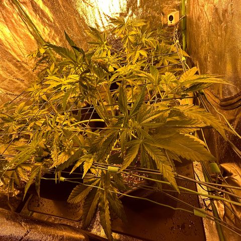 Planet of the Grapes #1 growlog timeline photo
