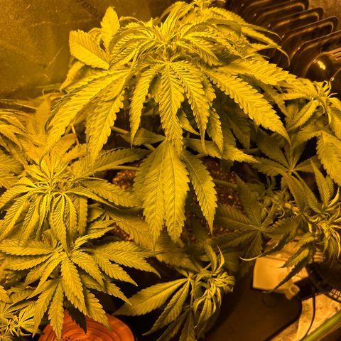 King’s Juice  growlog timeline photo