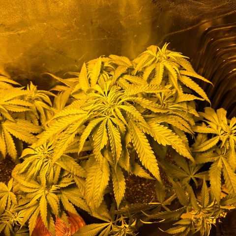 King’s Juice  growlog timeline photo
