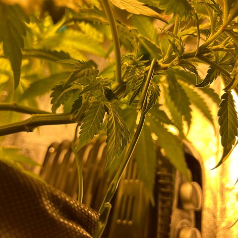 King’s Juice  growlog timeline photo
