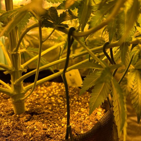 Planet of the Grapes growlog timeline photo