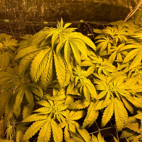Planet of the Grapes #1 growlog timeline photo
