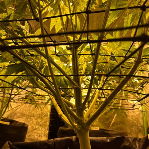 Planet of the Grapes #1 growlog timeline photo