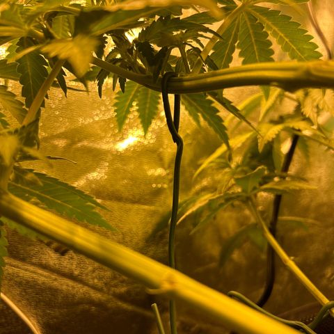 Planet of the Grapes growlog timeline photo
