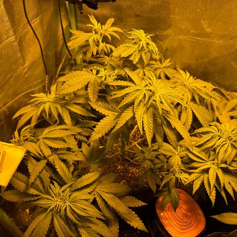 Planet of the Grapes growlog timeline photo